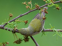 A2Z5236c  Tennessee Warbler (Oreothlypis peregrina)